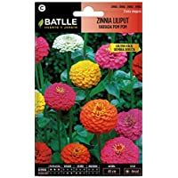 Los mejores  - Semillas de Flores - Zinnia Liliput variada Pom Pom - Batlle